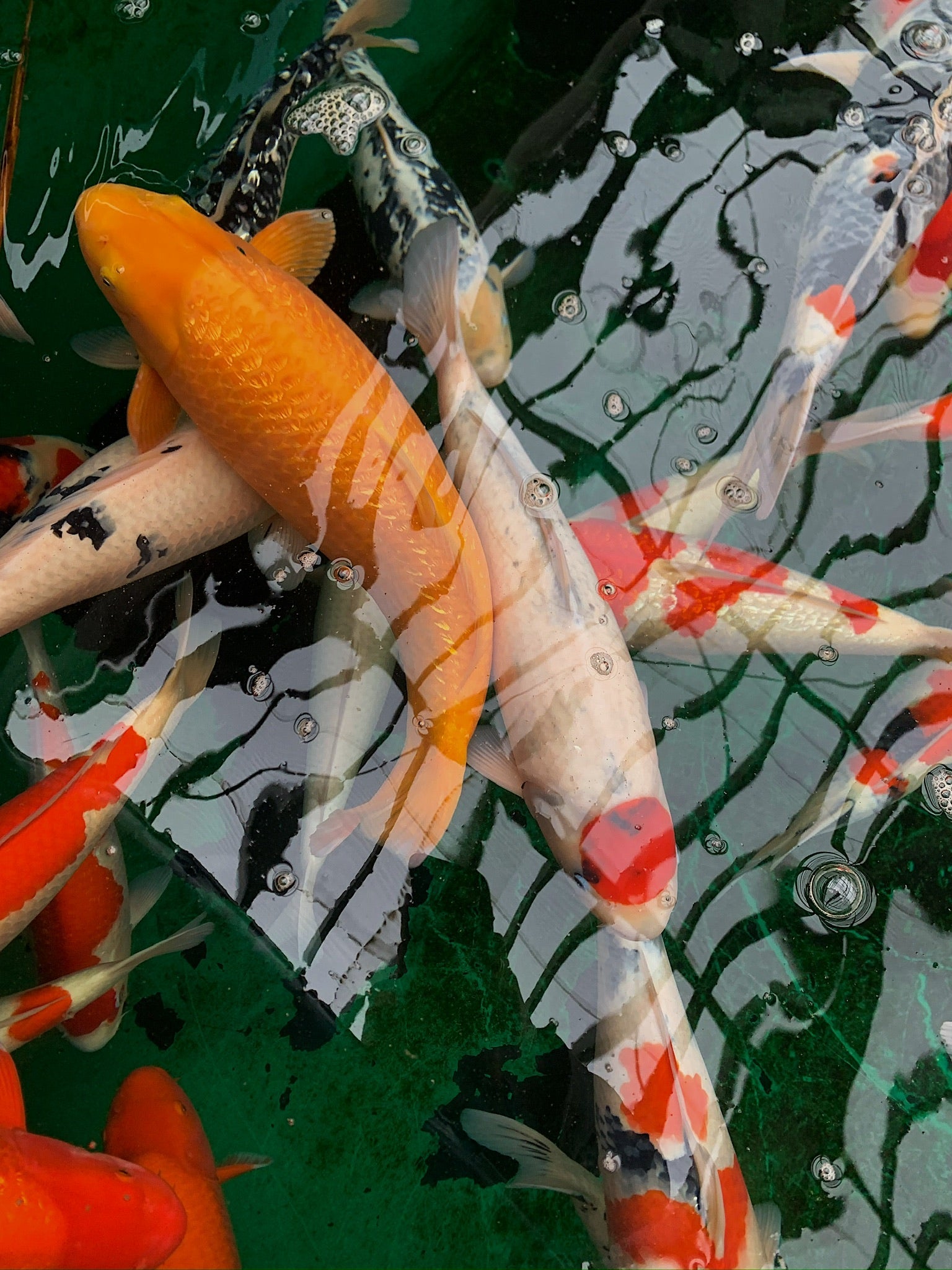 Japanese Koi Fish