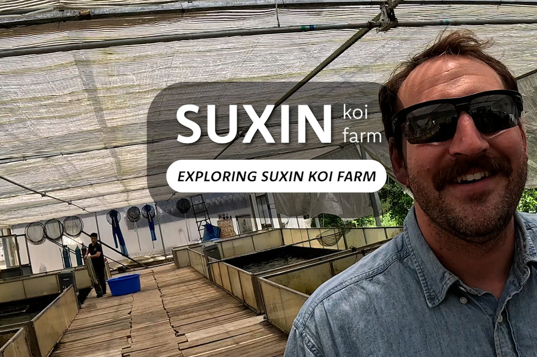Suxin Koi Farm Video Part 2