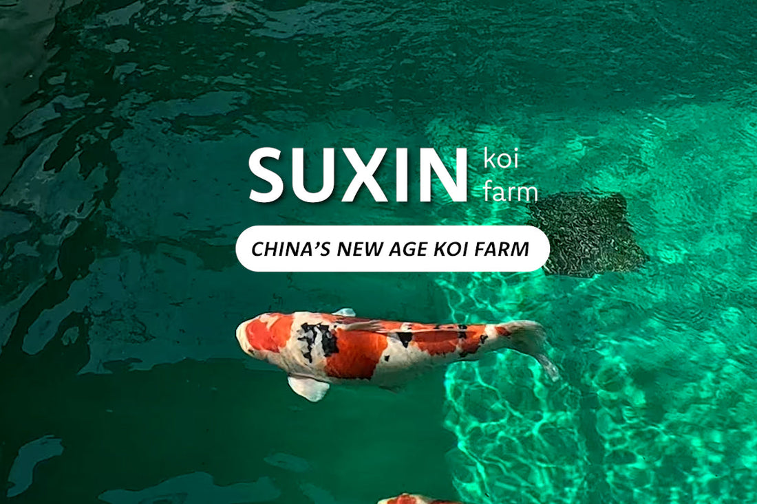 Suxin Koi Farm
