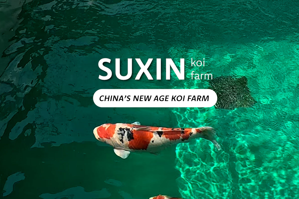 Suxin Koi Farm