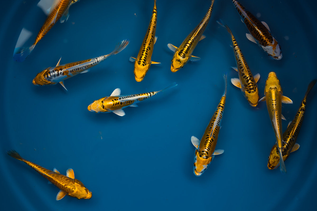 Yellow Dragon Koi: Aokiya's Rarest Tosai Now at Aqua Fauna Ponds