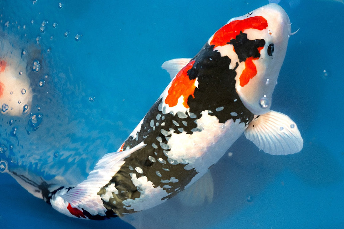 ZNA Carolina Koi Show: How Koi Are Judged by Class, Size, and Category