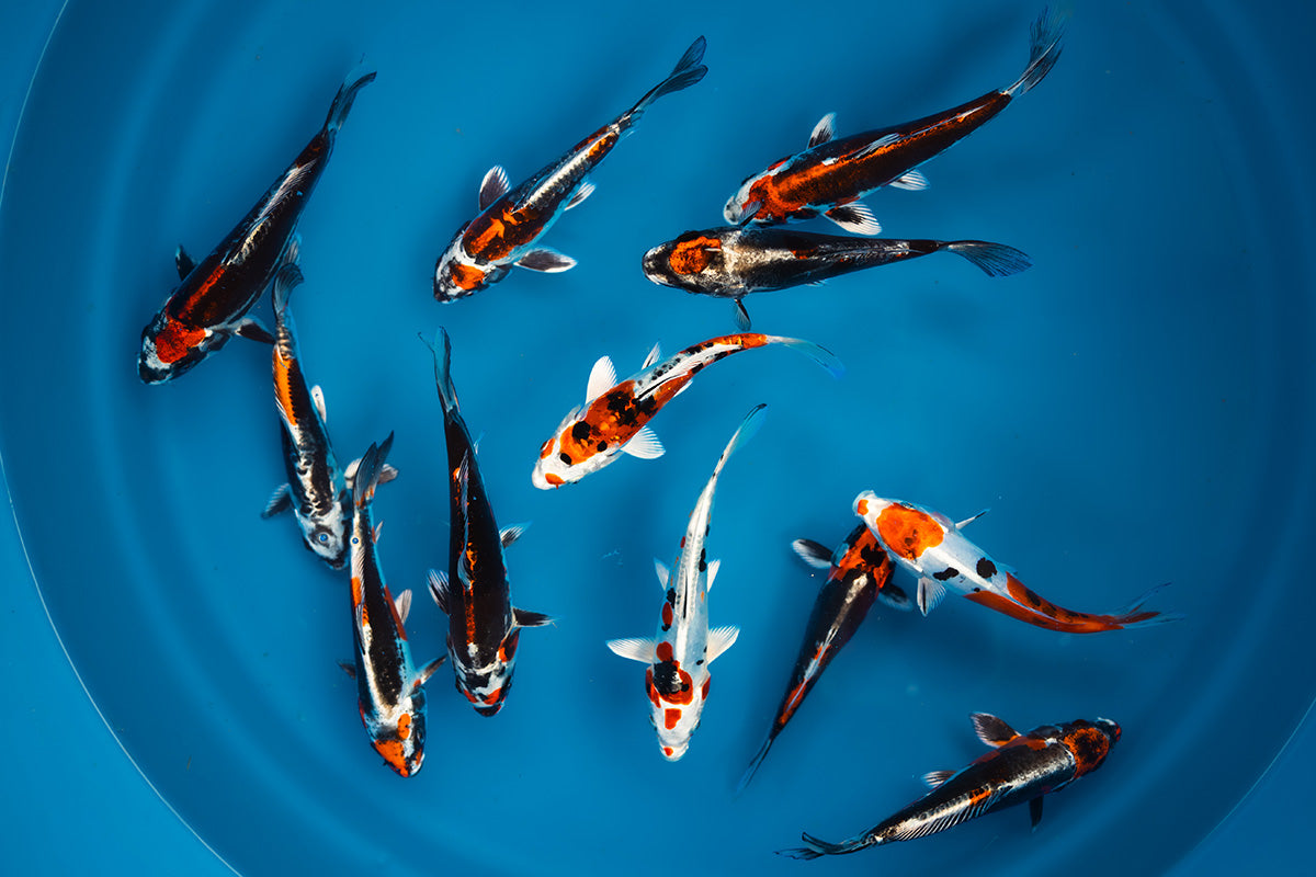 Beni Kikokuryu by Aokiya Koi Farm