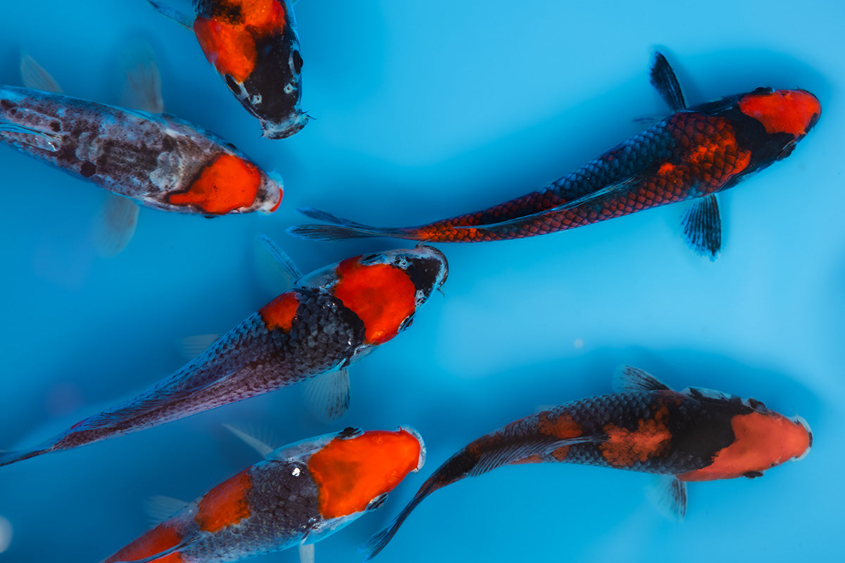 Aokiya Goshiki Tosai Koi: Early Sumi, Rare Doitsu & Why This Breeder Stands Apart