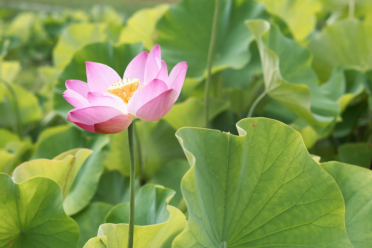 Aquatic Plants for Koi Ponds: Benefits for Your Pond & Fish in Virginia
