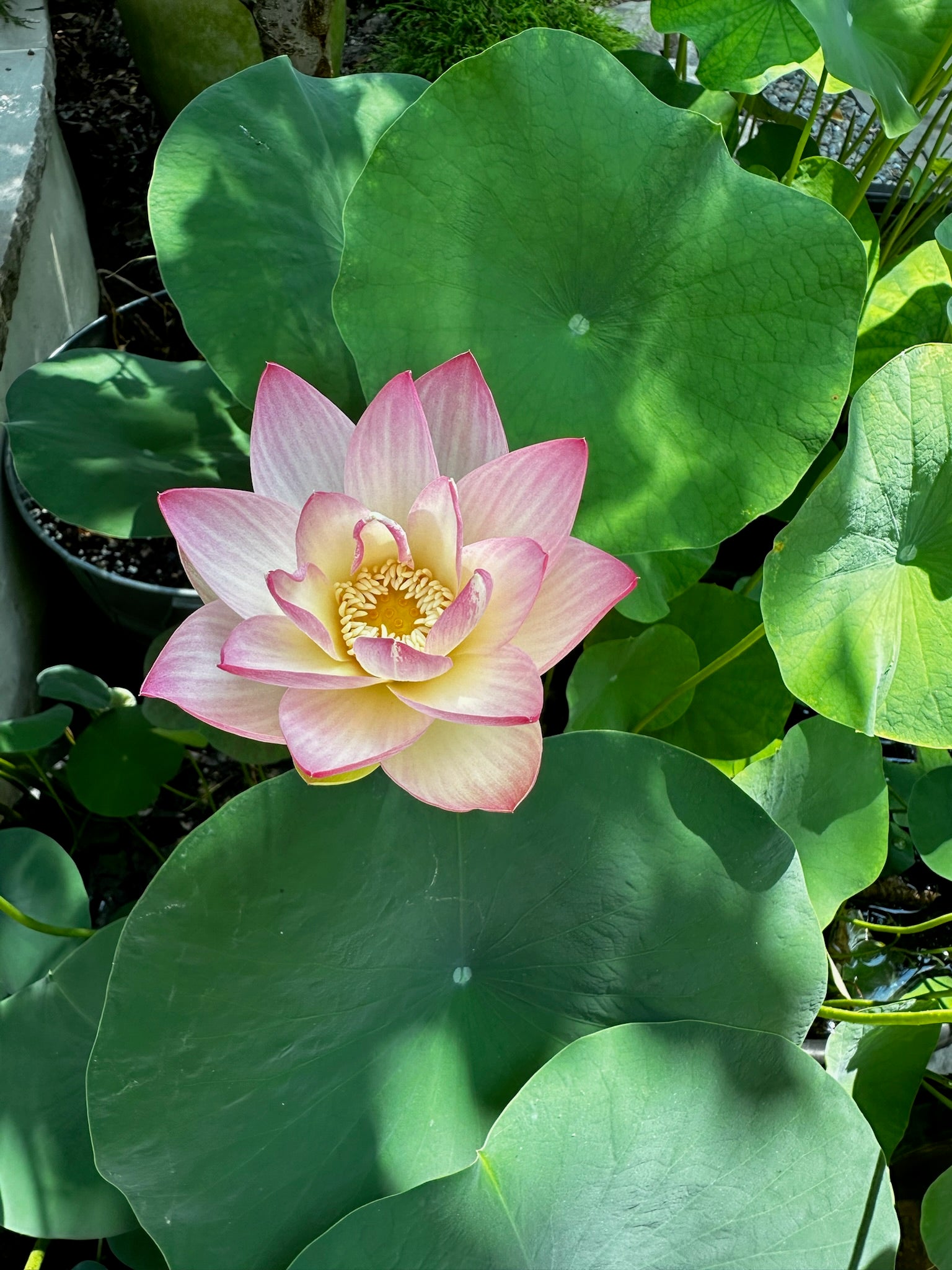 SAMPLE Aquatic Plant