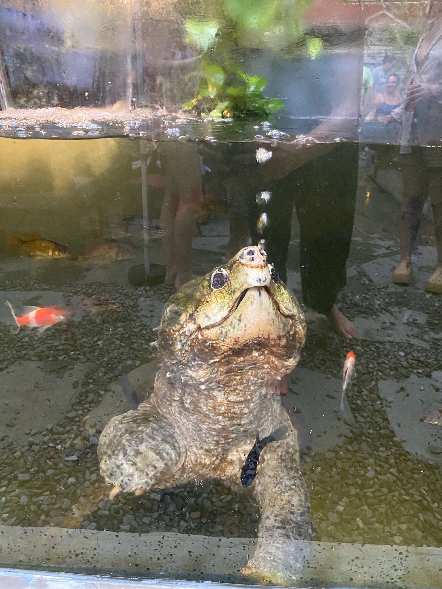 SAMPLE Fish 2