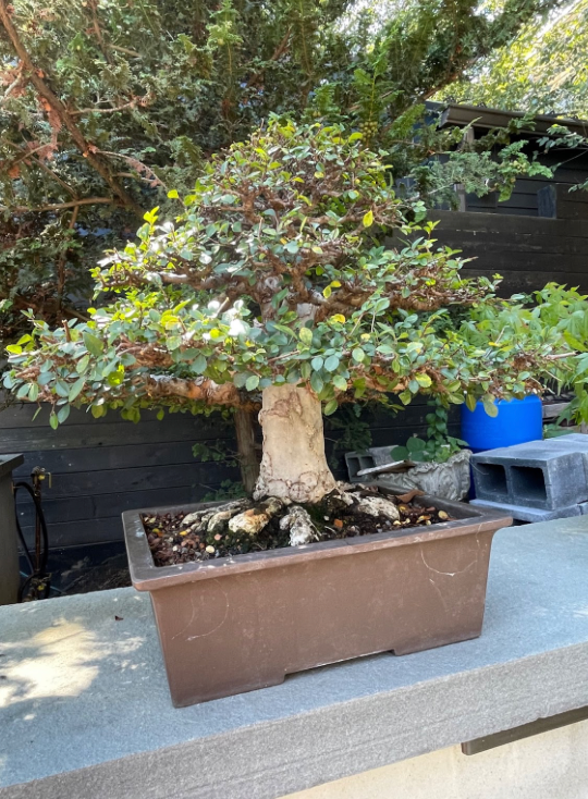 Chinese Elm