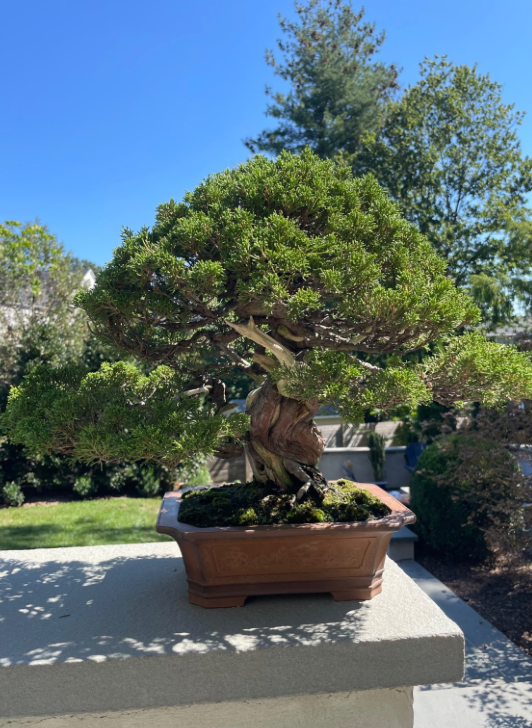 Shimpaku Juniper