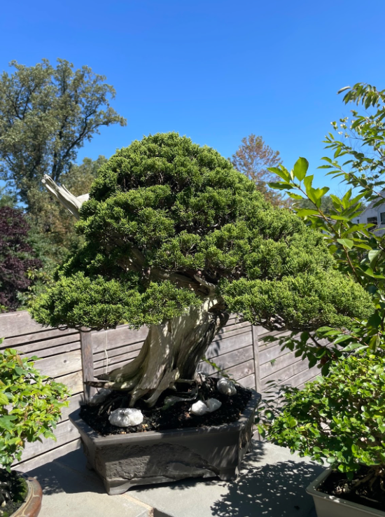 Shimpaku Juniper