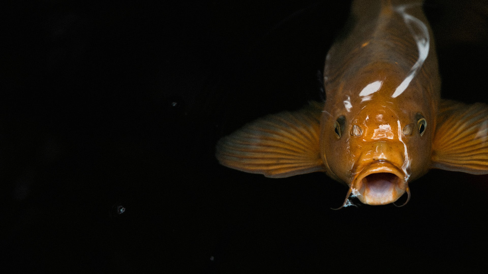 Close-up of a goldfish against a black background
