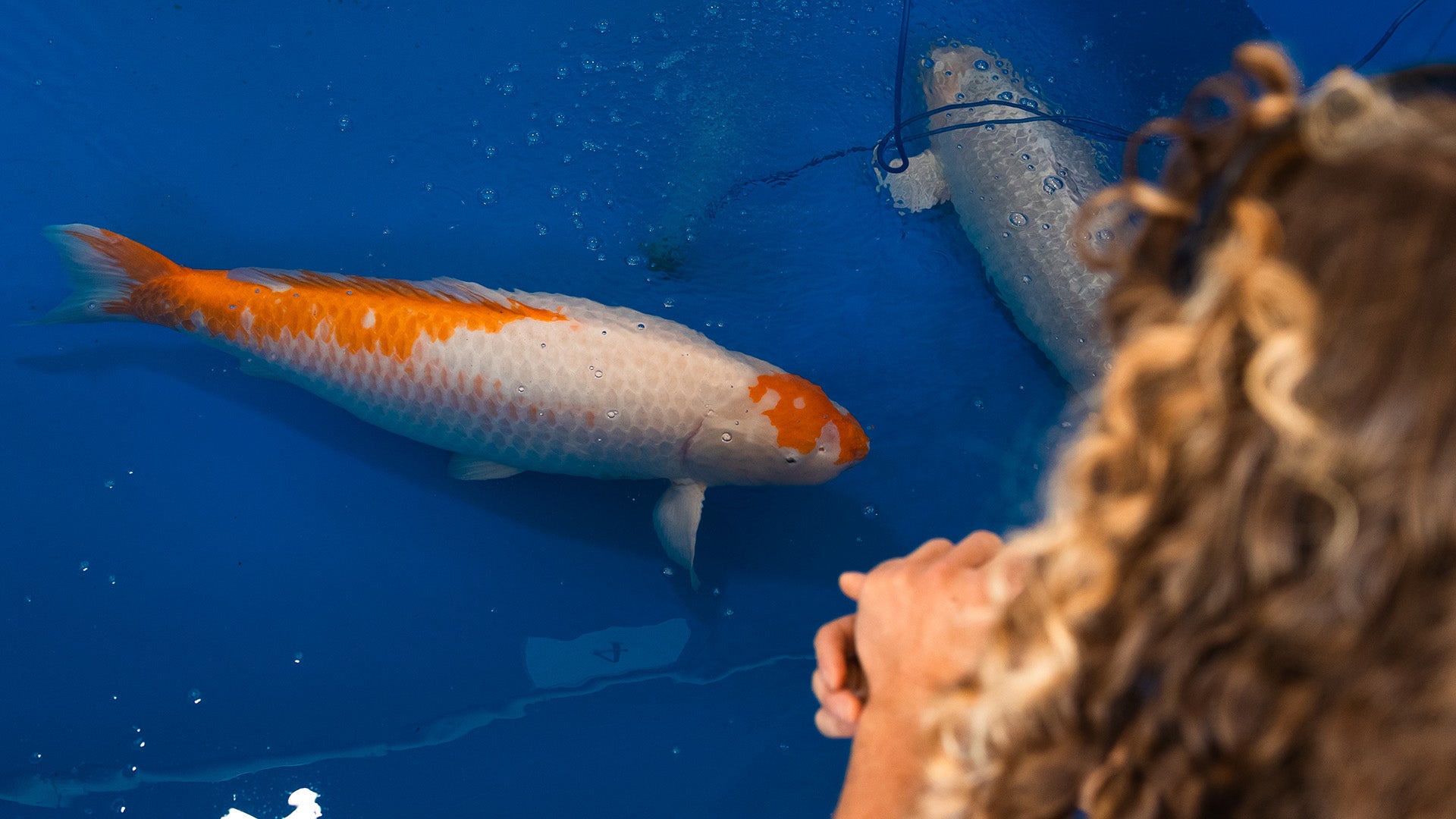 Person looking at koi